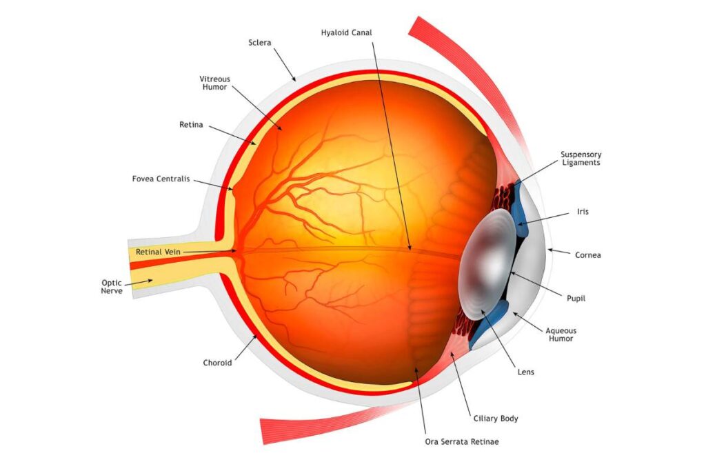 Enhancing Optic Nerve Health Naturally A Comprehensive Guide